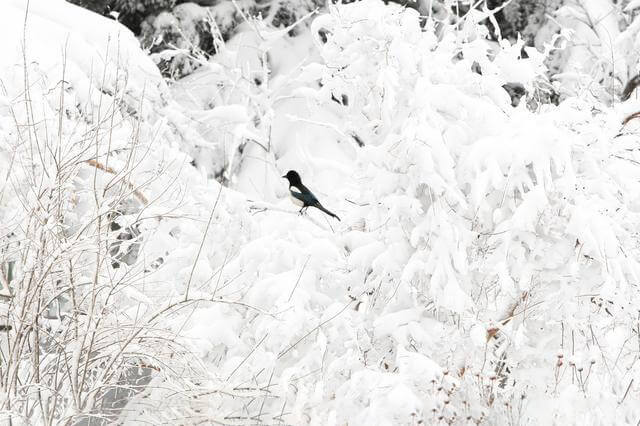 覆冰在線監測 覆冰在線監測
